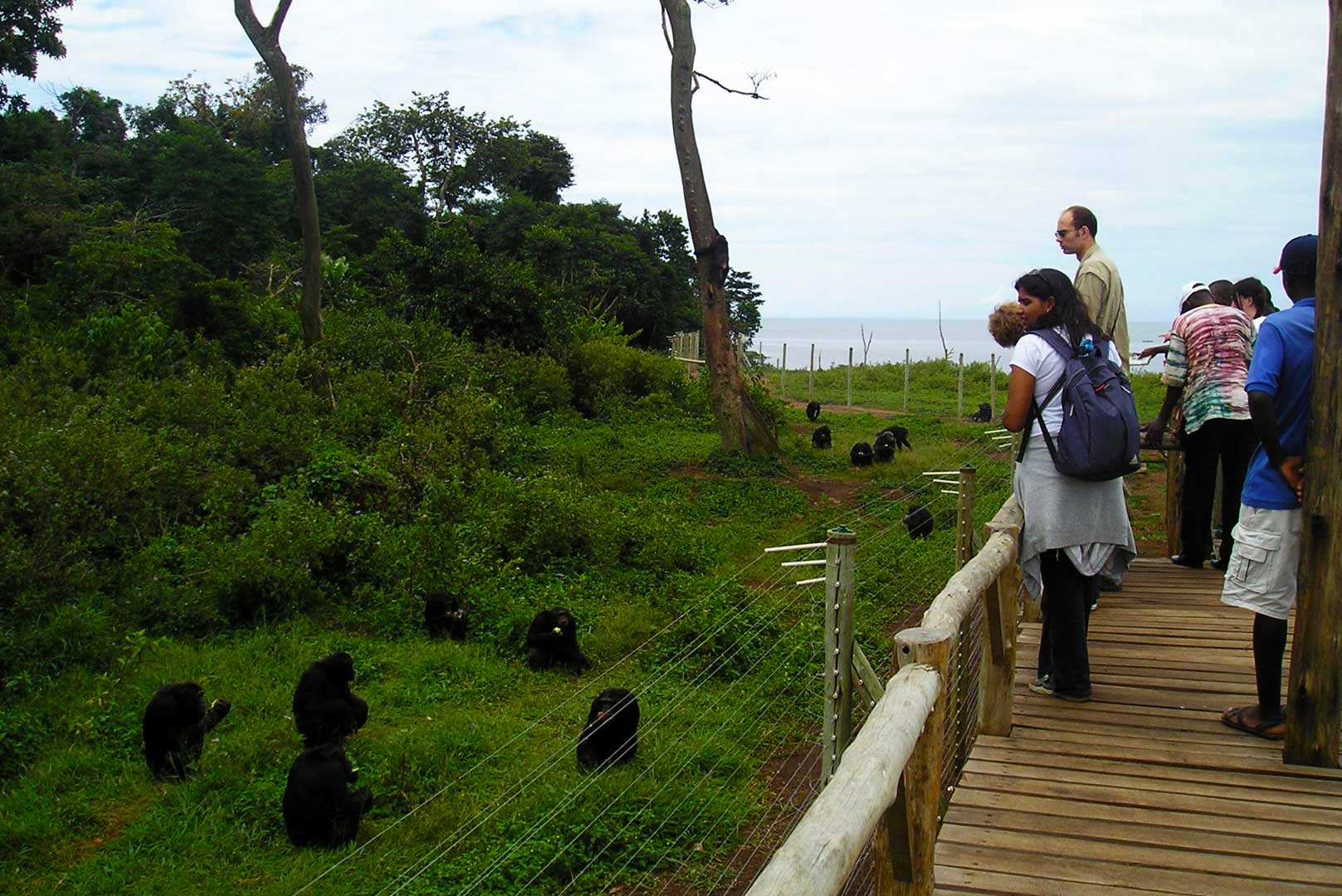 1 day ngamba island chimpanzee sanctuary tour