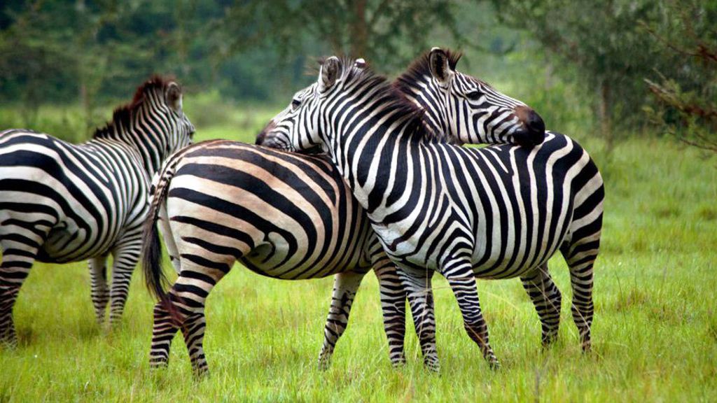 Zebras in the Lake Mburo National Park