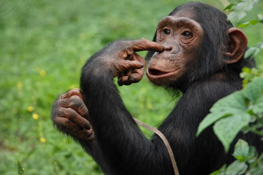 Ngamba Island Chimpanzee Sanctuary