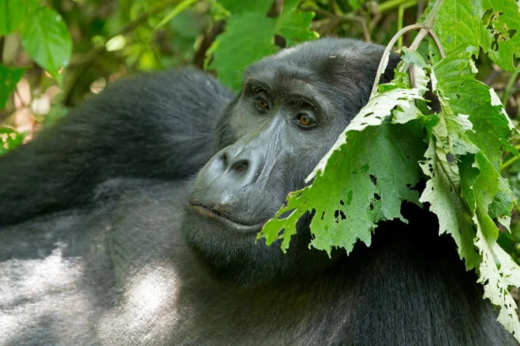 bwindi forest gorilla resting