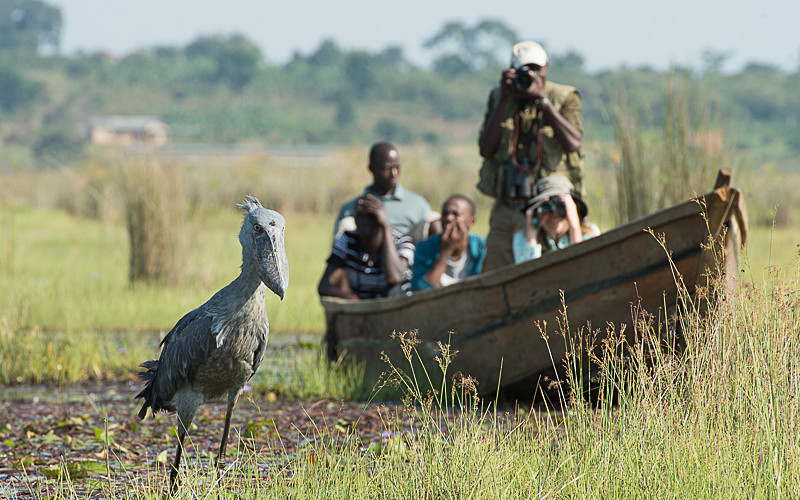 shoebill in the swamp