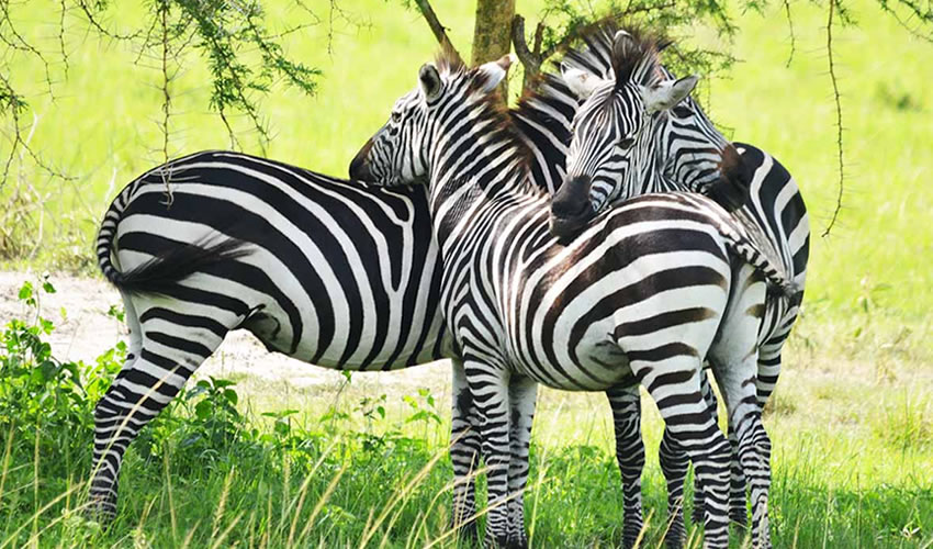 Lake Mburo National Park Zebras