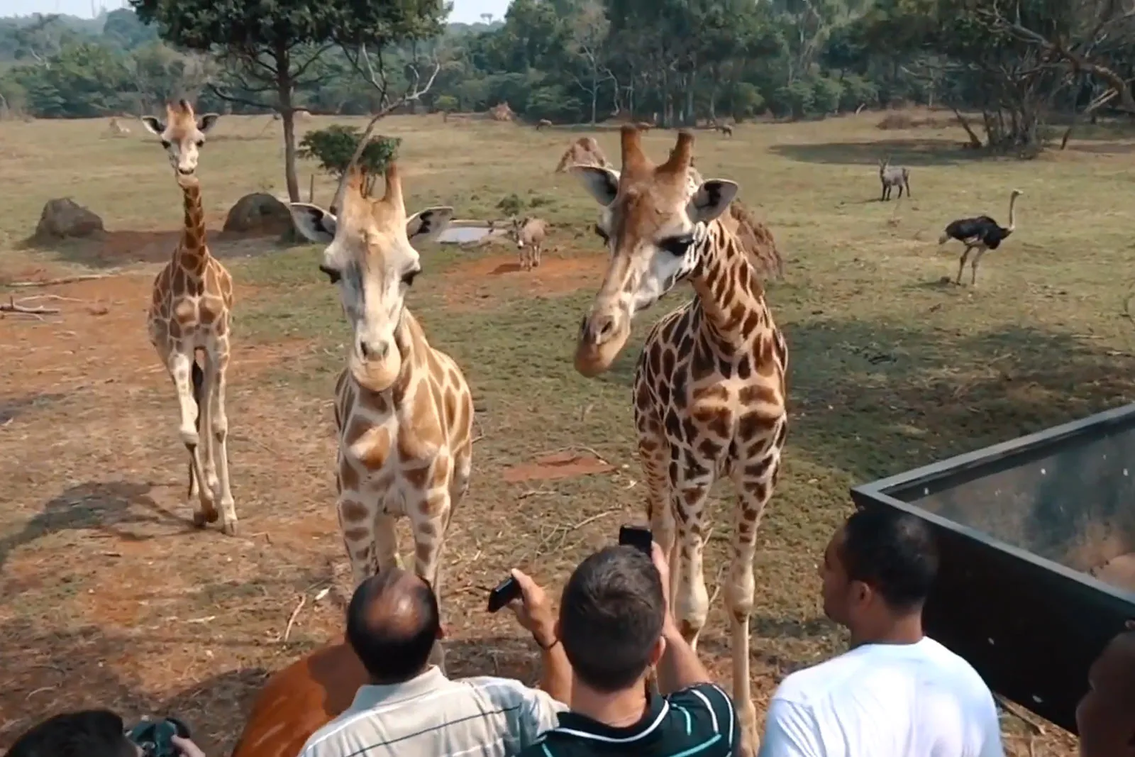 giraffes in Entebbe zoo